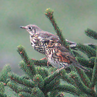 tordela con tordo sassello (in primo piano), Parpari - Lessinia (VR), 2.11.2012