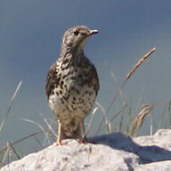 tordela con codirosso spazzacamino, Monte Pizzoc (TV), 28.07.2018