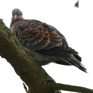 Adulto sottospecie <i>orientalis</i>, febbraio