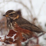 Bosco Chiesanuova (VR), 12.02.2012