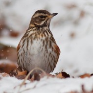 Bosco Chiesanuova (VR), 12.02.2012