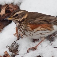 Bosco Chiesanuova (VR), 12.02.2012