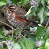 Laguna nord di Venezia, 24.03.2008