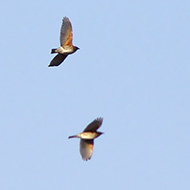 Lessinia (VR), 29.12.2007