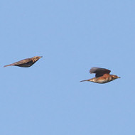 Maserada sul Piave (TV), 18.11.2017