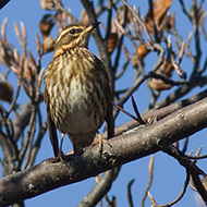 Lessinia (VR), 1.11.2007