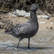 adulto in abito riproduttivo, aprile