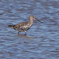 adulto in abito invernale, Nogara (VR), 22.03.2013