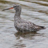 adulto in muta, Lio Piccolo (VE), 4.04.2015