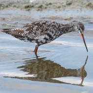 adulto in muta, luglio