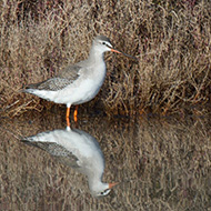 adulto in abito invernale, Laguna nord di Venezia, 8.02.2015