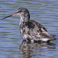 adulti in muta, luglio