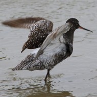 adulto in abito riproduttivo, maggio