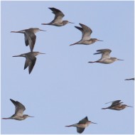 stormo in volo, Palude Cona, 30.09.2016