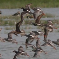 stormo in volo con pittima reale, luglio