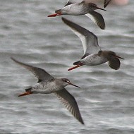 gruppo in volo con pettegole, Delta del Po (RO), 5.03.2016
