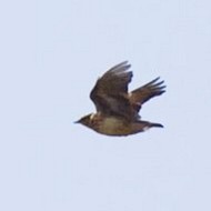 adulto, Lido Campanello (VR), 19.10.2008