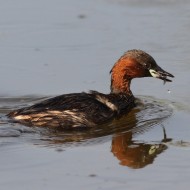 adulto in abito riproduttivo, Vallesina (VE), 23.08.2013