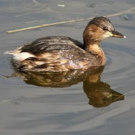adulto in abito invernale, Valle Vecchia (VE), 13.10.2007