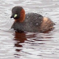 adulto in abito riproduttivo, settembre