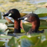 adulti in abito riproduttivo, Vallesina (VE), 29.05.2015