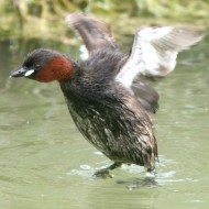 adulto in abito riproduttivo, Valle Fosse (VE), 18.08.2007