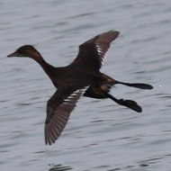 adulto in abito invernale in volo, gennaio