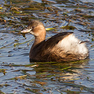 adulto in abito invernale, Lago di Garda (VR), 1.01.2013