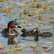 adulto con pulli, Venezia, 28.07.2007