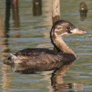 giovane, Venezia, 29.07.2007