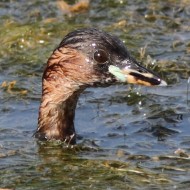 individuo semi sommerso, Valle Vecchia (VE), 6.08.2011