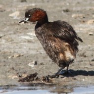 adulto in abito riproduttivo con totano moro, Valle Ripiego (RO), 13.08.2011