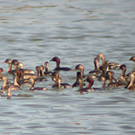 gruppo in abiti diversi, agosto