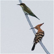 adulto con gruccioni, agosto