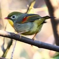 adulto, Colli Euganei (PD), 8.03.2015