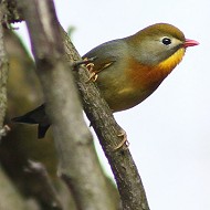 adulto, Colli Euganei (PD), 26.03.2016