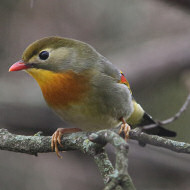 adulto, Colli Euganei (PD), 14.03.2018