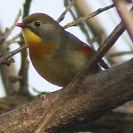 adulto, Colli Euganei (PD), 26.03.2016