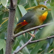 adulto, Colli Euganei (PD), 26.03.2016