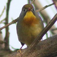 adulto, Colli Euganei (PD), 26.03.2016