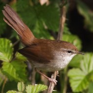 adulto, Campalto (VE), 22.03.2014