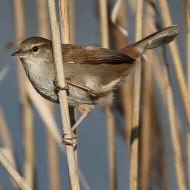 adulto, Mestre (VE), 11.03.2019