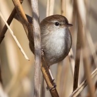 adulto, Lido Ronchi (VR), 9.03.2013