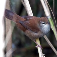 adulto, Verona, 28.09.2013