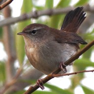 adulto, Lido Campanello (VR), 16.09.2007