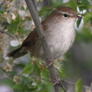 adulto, Vallesina (VE), 12.04.2013
