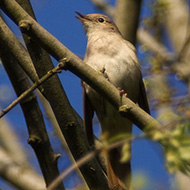 adulto, Valeggio sul Mincio (VR), 16.04.2006