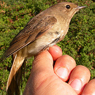 adulto inanellato a Valle Morosina (PD), 19.08.2012