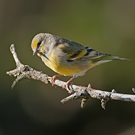 femmina, Valfredda - Lessinia (VR), 24.10.2014