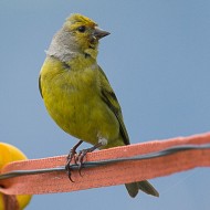 maschio, Misurina (BL), 9.07.2016